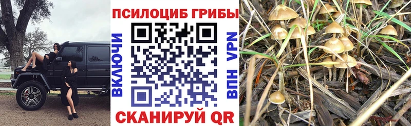 Псилоцибиновые грибы GOLDEN TEACHER  Светлоград 